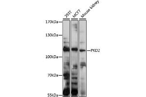 Western blot analysis of extracts of various cell lines, using PKD2 antibody (ABIN1682187, ABIN3017899, ABIN3017900, ABIN5664370 and ABIN6220297) at 1:1000 dilution. (PKD2 antibody  (AA 240-410))
