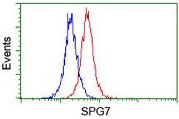 SPG7 antibody  (AA 300-573)