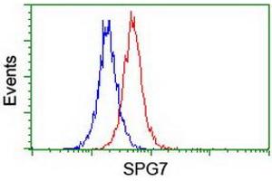 Image no. 2 for anti-Spastic Paraplegia 7 (SPG7) (AA 300-573) antibody (ABIN1491369) (SPG7 antibody  (AA 300-573))