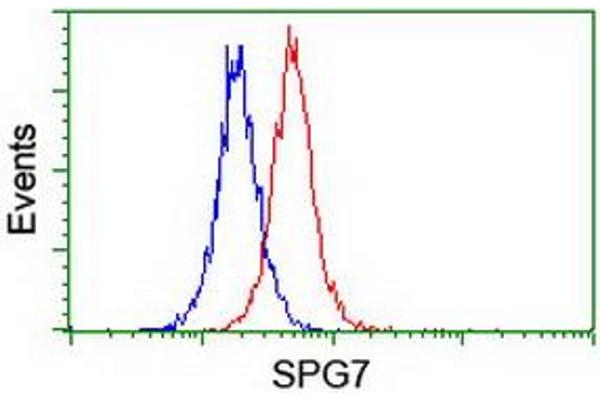 SPG7 Antikörper  (AA 300-573)
