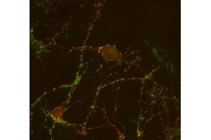 Indirect immunostaining of PFA fixed mouse hippocampus neurons with anti-GABA-A receptor β3 (dilution 1 : 500; red) and rabbit anti-synapsin 1/2 (, dilution 1 : 500; green).