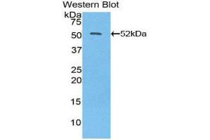 Western Blotting (WB) image for anti-Interferon, beta 1, Fibroblast (IFNB1) (AA 22-187) antibody (ABIN3209027) (IFNB1 antibody  (AA 22-187))