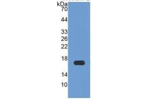Western Blotting (WB) image for Apolipoprotein A-I (APOA1) ELISA Kit (ABIN6574163)