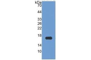 Western Blotting (WB) image for Apolipoprotein A-I (APOA1) ELISA Kit (ABIN6574163)