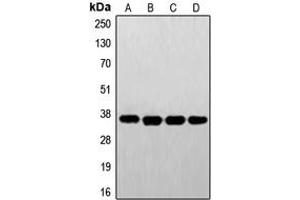 Western blot analysis of FR alpha expression in A431 (A), HeLa (B), HepG2 (C), JAR (D) whole cell lysates. (FOLR1 antibody  (Center))