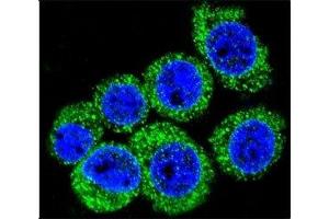 Confocal immunofluorescent analysis of LEP antibody with HeLa cells followed by Alexa Fluor 488-conjugated goat anti-rabbit lgG (green). (Leptin antibody  (AA 8-37))