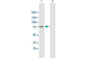 Western Blot analysis of NAP1L3 expression in transfected 293T cell line by NAP1L3 MaxPab polyclonal antibody. (NAP1L3 antibody  (AA 1-506))