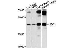 Western blot analysis of extracts of various cell lines, using UFC1 antibody (ABIN6292329) at 1:3000 dilution. (UFC1 antibody)
