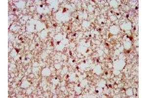 IHC image of ABIN7168719 diluted at 1:500 and staining in paraffin-embedded human brain tissue performed on a Leica BondTM system. (SCAMP1 antibody  (AA 2-134))