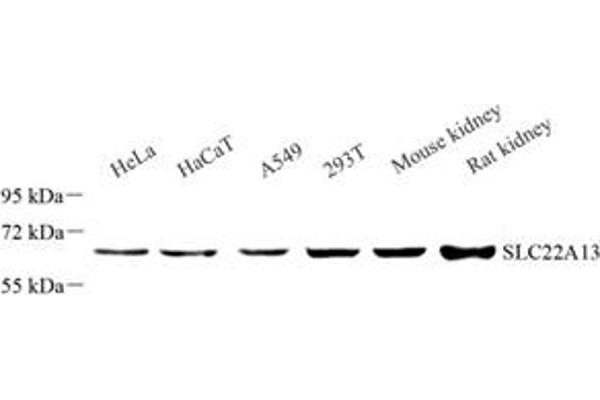 SLC22A13 antibody