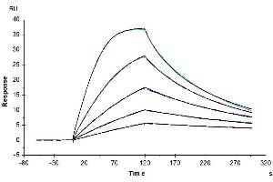 Surface Plasmon Resonance (SPR) image for Colony Stimulating Factor 2 Receptor, Alpha, Low-Affinity (Granulocyte-Macrophage) (CSF2RA) (AA 23-320) protein (His-Avi Tag,Biotin) (ABIN7274429)