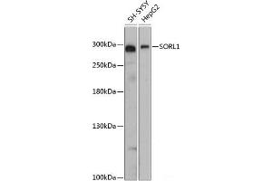 Western blot analysis of extracts of various cell lines using SORL1 Polyclonal Antibody at dilution of 1:3000. (SORL1 antibody)