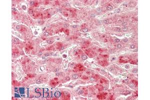 ABIN1590112 (5µg/ml) staining of paraffin embedded Human Liver. (TBK1 antibody  (AA 514-527))