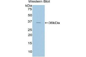 Western Blotting (WB) image for anti-Tissue Factor Pathway Inhibitor (Lipoprotein-Associated Coagulation Inhibitor) (TFPI) (AA 29-306) antibody (ABIN1078583) (TFPI antibody  (AA 29-306))