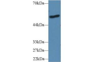 Western Blot; Sample: Human A431 cell lysate; Primary Ab: 2µg/ml Rabbit Anti-Mouse LBP Antibody Second Ab: 0. (LBP antibody  (AA 25-481))