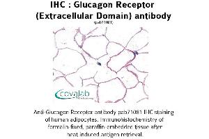 Image no. 1 for anti-Glucagon Receptor (GCGR) (1st Extracellular Domain) antibody (ABIN1734751)