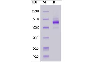 TEK Protein (AA 23-748) (Fc Tag)