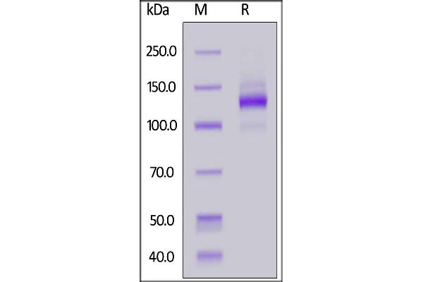 TEK Protein (AA 23-748) (Fc Tag)