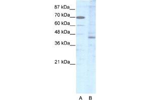 WB Suggested Anti-LHX2 Antibody Titration:  2. (LHX2 antibody  (Middle Region))
