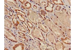 Immunohistochemistry of paraffin-embedded human kidney tissue using ABIN7163916 at dilution of 1:100 (KCNK1 antibody  (AA 268-336))
