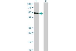 Western Blot analysis of HCRTR2 expression in transfected 293T cell line by HCRTR2 monoclonal antibody (M01), clone 1E3. (HCRTR2 antibody  (AA 1-54))