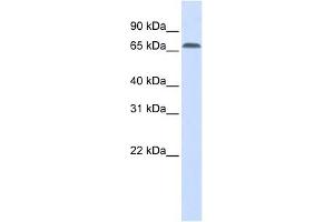 IRF2BP1 antibody used at 1 ug/ml to detect target protein. (IRF2BP1 antibody  (Middle Region))