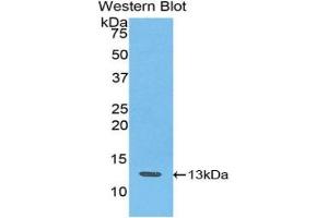 Detection of Recombinant IP10, Canine using Polyclonal Antibody to Interferon Gamma Induced Protein 10 kDa (IP10) (CXCL10 antibody  (AA 22-98))