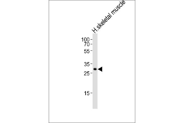 GBAS 抗体  (AA 176-210)