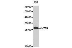Western Blotting (WB) image for anti-Neurotrophin 4 (NTF4) antibody (ABIN1873970)