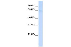 LRFN3 antibody used at 1 ug/ml to detect target protein. (LRFN3 antibody  (C-Term))