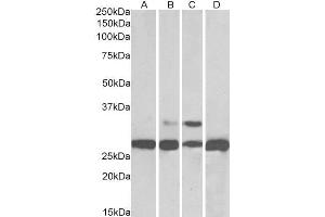 ABIN184567 (0. (PGAM1/2/4 antibody  (C-Term))