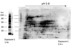 2D Western Blot of anti-E. (HMW HCP antibody)