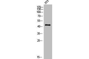 Western Blot analysis of 3T3 cells using MC5-R Polyclonal Antibody (MC5 Receptor antibody  (C-Term))