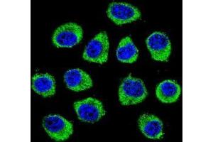 Confocal immunofluorescent analysis of CNIH2 Antibody (N-term)(Cat#AP50986PU-N) with U-251MG cell followed by Alexa Fluor 488-conjugated goat anti-rabbit lgG (green). (CNIH2 antibody  (N-Term))