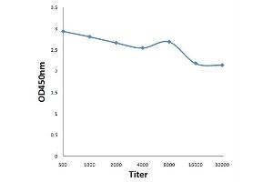 Antigen: 0. (PDPK1 antibody  (pTyr9))