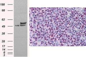 Immunohistochemistry (IHC) image for anti-Non-POU Domain Containing, Octamer-Binding (NONO) (C-Term) antibody (ABIN2466020) (NONO antibody  (C-Term))