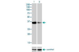 Western Blotting (WB) image for anti-Goosecoid Homeobox (GSC) (AA 151-257) antibody (ABIN530877)