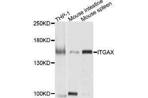 Western blot analysis of extracts of various cell lines, using ITGAX antibody (ABIN4904092) at 1:1000 dilution. (CD11c antibody)