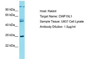Host: Rabbit Target Name: CWF19L1 Sample Type: U937 Whole cell lysates Antibody Dilution: 1. (CWF19L1 antibody  (C-Term))