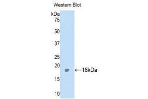 Western Blotting (WB) image for anti-Inter alpha Globulin Inhibitor H4 (ITIH4) (AA 273-424) antibody (ABIN1859512) (ITIH4 antibody  (AA 273-424))