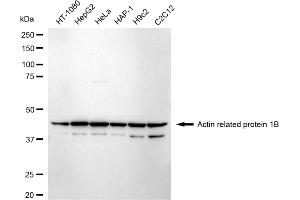 anti-ARP1 Actin-Related Protein 1 Homolog B, Centractin beta (ACTR1B) antibody