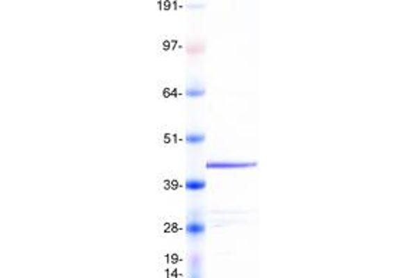 Fibromodulin Protein (FMOD) (Myc-DYKDDDDK Tag)