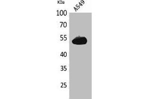 Western Blot analysis of A549 cells using Annexin VII Polyclonal Antibody. (Annexin VII antibody  (Internal Region))