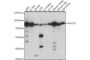 Western blot analysis of extracts of various cell lines, using MUC20 antibody (ABIN7268691) at 1:1000 dilution.