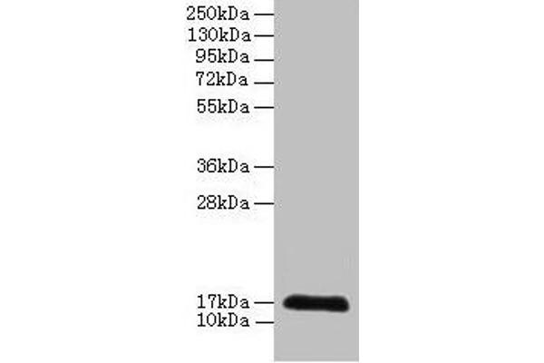 CDA antibody  (AA 1-146)