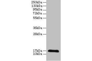Western blot All lanes: CDA antibody at 2 μg/mL + 293T whole cell lysate Secondary Goat polyclonal to rabbit IgG at 1/10000 dilution Predicted band size: 17 kDa Observed band size: 17 kDa