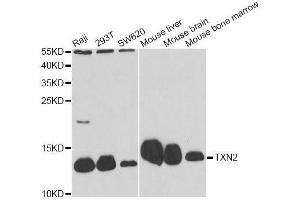 Western blot analysis of extracts of various cell lines, using TXN2 antibody. (TXN2 antibody  (AA 1-166))