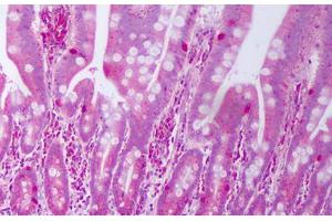 Anti-IL28A antibody IHC staining of human small intestine. (IL28A antibody)