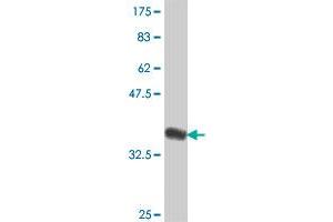 Western Blot detection against Immunogen (36. (ELL antibody  (AA 522-619))