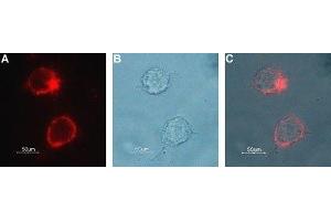 Expression of Choline transporter in rat PC12 cells - Cell surface detection of CHT in live intact rat pheochromocytoma PC12 cells. (ChT antibody  (4th Extracellular Loop))